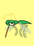 mosquito-verde